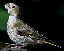 European Greenfinch