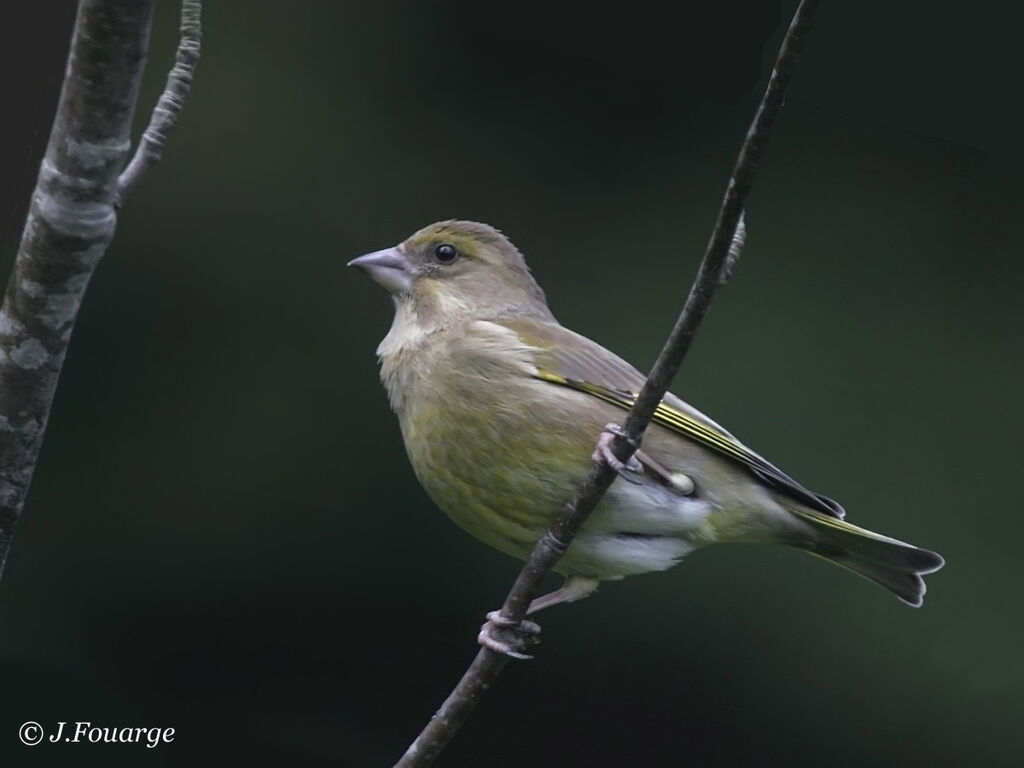 European Greenfinch female Second year