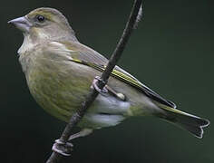 European Greenfinch