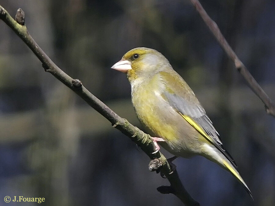 European Greenfinch male adult