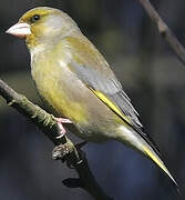 European Greenfinch