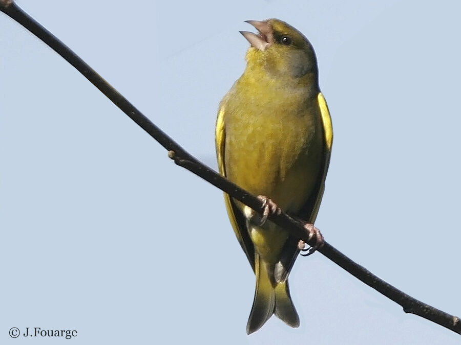 European Greenfinch male adult