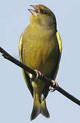 European Greenfinch