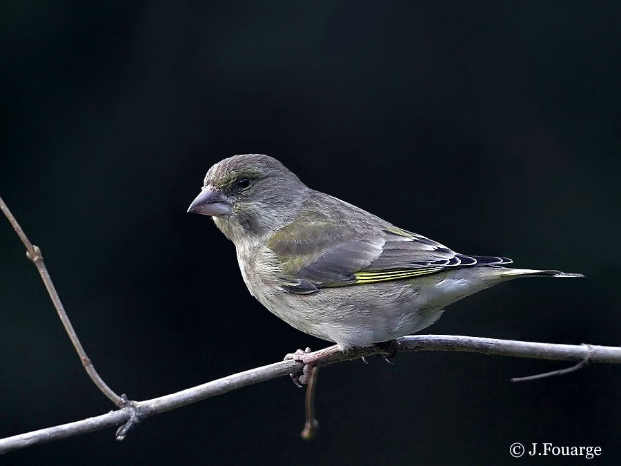 European Greenfinch female Second year