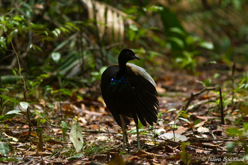 Grey-winged Trumpeter