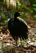 Grey-winged Trumpeter