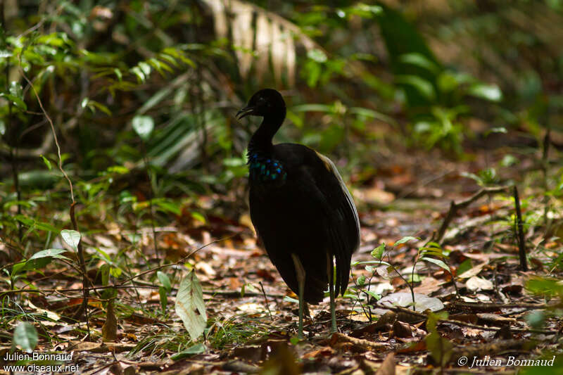 Grey-winged Trumpeteradult, habitat, camouflage