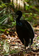 Grey-winged Trumpeter