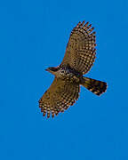 Ornate Hawk-Eagle