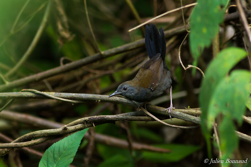 Black-throated Antbird