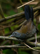 Black-throated Antbird