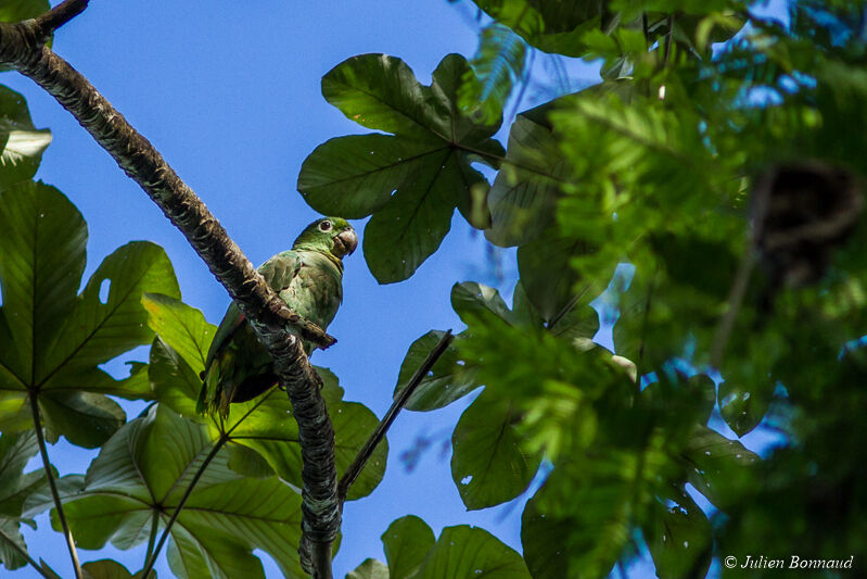 Southern Mealy Amazon