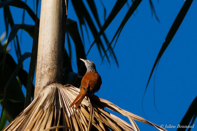 Point-tailed Palmcreeper