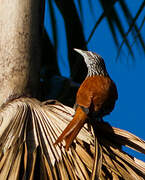 Point-tailed Palmcreeper