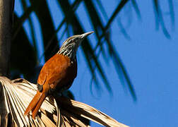 Point-tailed Palmcreeper