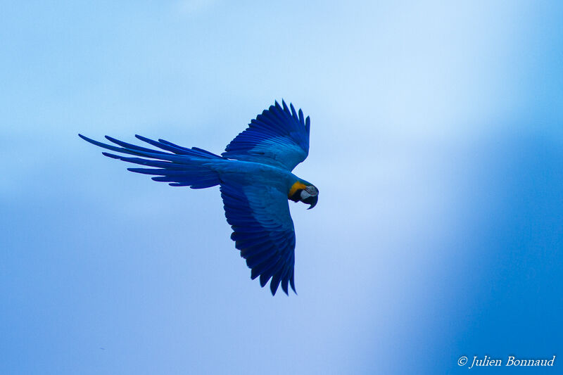 Blue-and-yellow Macaw