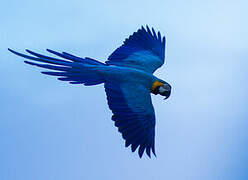 Blue-and-yellow Macaw