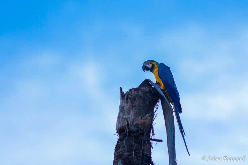 Blue-and-yellow Macaw