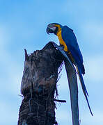 Blue-and-yellow Macaw