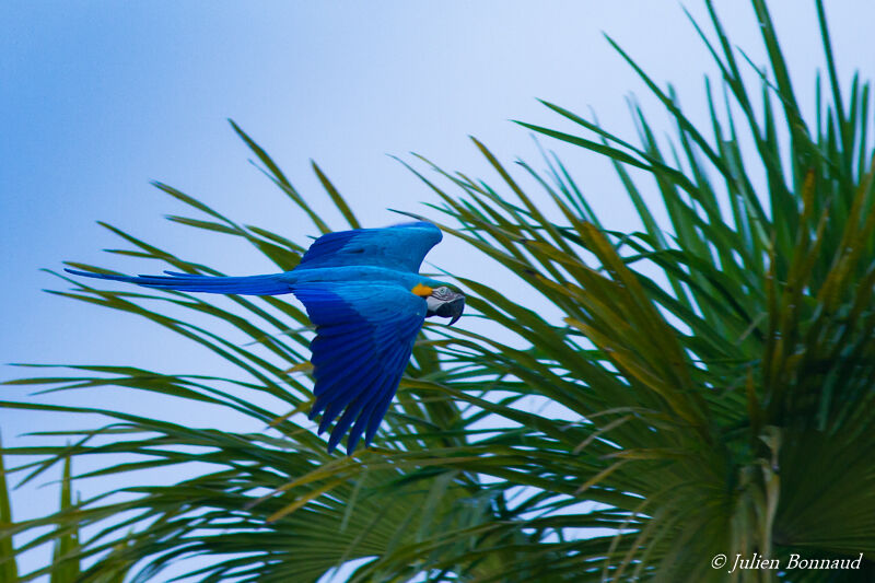 Blue-and-yellow Macaw