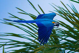 Blue-and-yellow Macaw