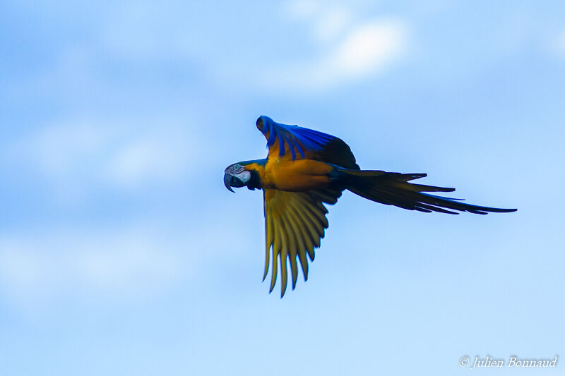 Blue-and-yellow Macaw