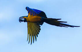 Blue-and-yellow Macaw