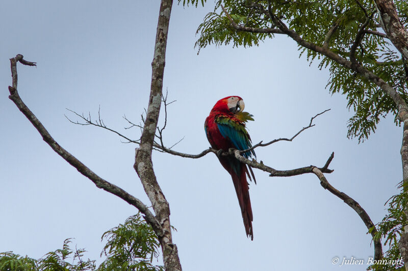 Red-and-green Macaw