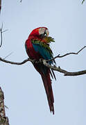 Red-and-green Macaw