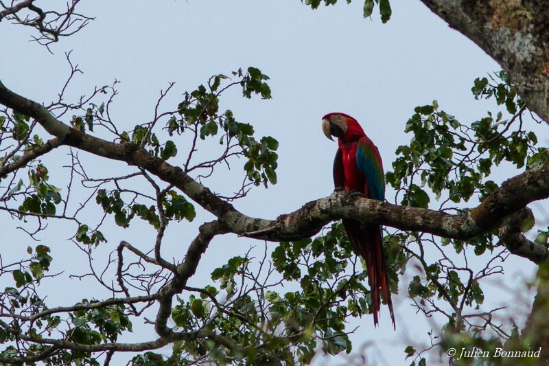 Red-and-green Macaw