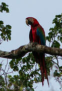 Red-and-green Macaw