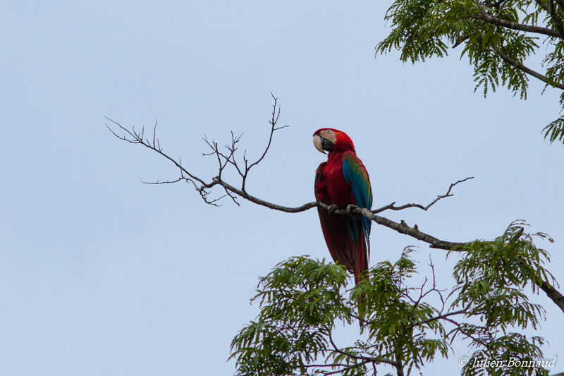 Red-and-green Macaw