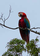 Red-and-green Macaw