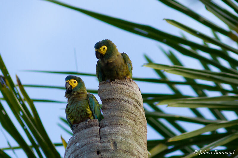 Red-bellied Macaw