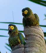 Red-bellied Macaw