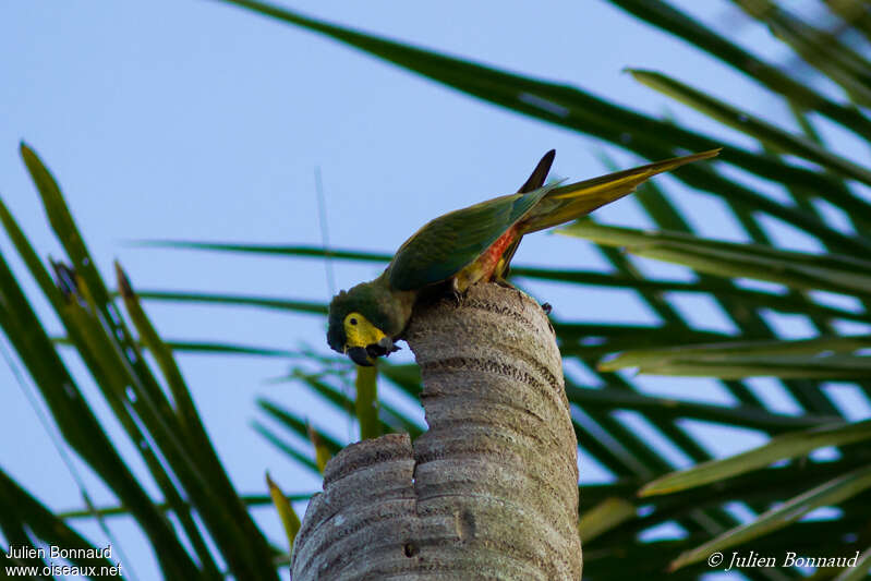 Red-bellied Macawadult, habitat, pigmentation