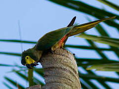 Red-bellied Macaw