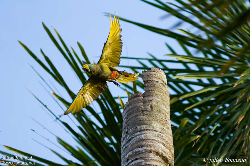 Red-bellied Macawadult, pigmentation, Flight