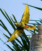 Red-bellied Macaw