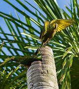 Red-bellied Macaw