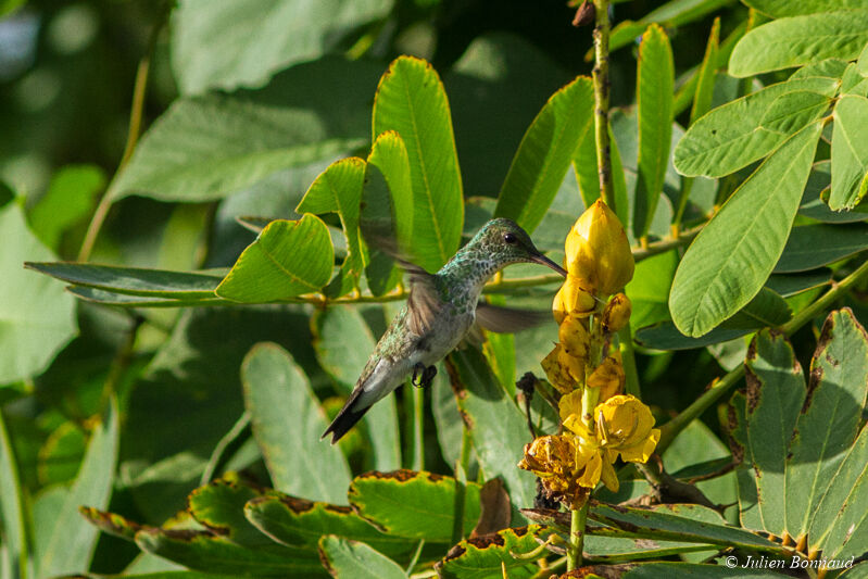 Glittering-throated Emerald