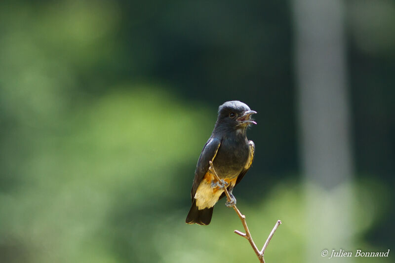 Swallow-winged Puffbirdadult, Behaviour