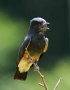 Swallow-winged Puffbird