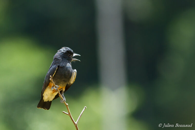 Swallow-winged Puffbird