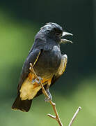 Swallow-winged Puffbird