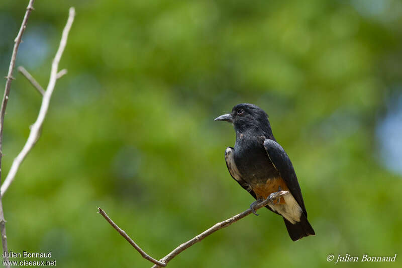 Swallow-winged Puffbirdadult, pigmentation