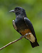 Swallow-winged Puffbird