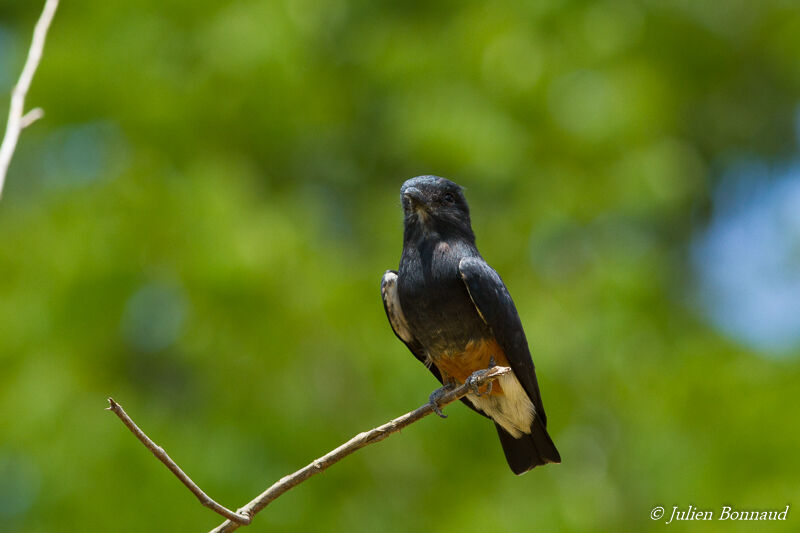 Swallow-winged Puffbirdadult