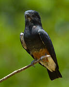 Swallow-winged Puffbird