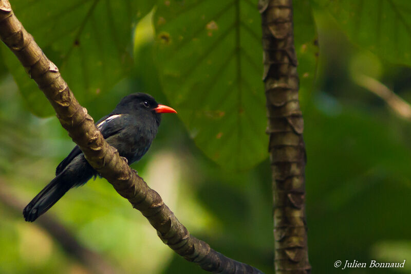 Black Nunbird